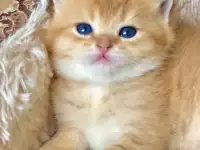 ЗОЛОТАЯ ШИНШИЛЛА шотландские котята, фотография 3