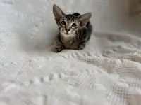Котята ориентальной породы девочки, фотография 5