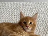 Котенок мейн кун