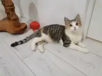 Отдам в добрые руки, фотография 8