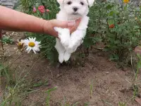 Мальтезе, фотография 2
