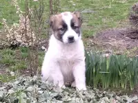 Щенки Алабая САО