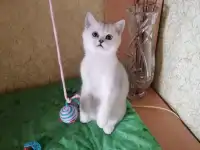 Британские котята, фотография 2