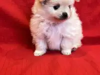 Шпиц померанский