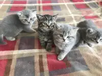 Шотландские котята, фотография 2