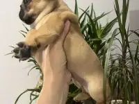 Продается замечательный щенок, фотография 2