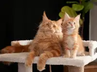 мальчик породы Мейн-кун, фотография 5