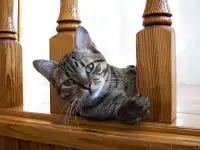 Кот Микки, кастрирован., фотография 9