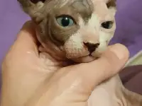Котята канадского сфинкса, фотография 3