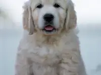 Щенки Golden Retriver, фотография 5