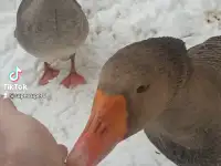 продам домашние яйца, фотография 3