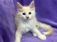 Котята породы Мейн-кун