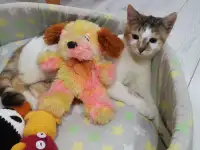 Отдам в добрые руки, фотография 6