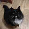 Котик Лапка