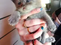 Котята британской породы, фотография 3