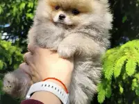 Померанский шпиц, щенки. Мини мтшки, фотография 2