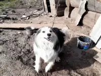 Собака в добрые руки, фотография 1
