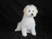 Щенки Бишон Фризе, фотография 2