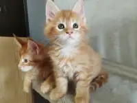 котята Мейн-кун, фотография 3