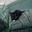 Котенок в дар, фотография 3