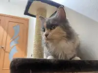 Трёхцветная кошечка Эльза ищет дом и любящую семью!, фотография 3