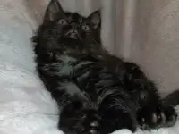 Мейн кун Черный дым, фотография 5