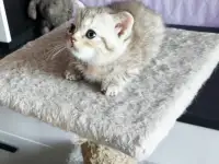 Котята Скоттиш-Страйт, фотография 6