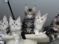 Мейн-кун котята, фотография 8