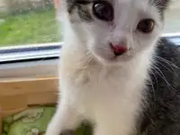 Замечательные котята, фотография 3
