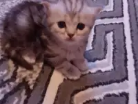 Британские котята, фотография 7