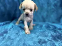 Щенок мальчик китайская хохлатая собака