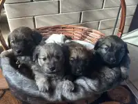 Щенки метис малого шпица и докера