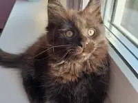 Продажа котят мейн-кунов, фотография 12