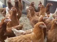 Куры несушки доставка по районам