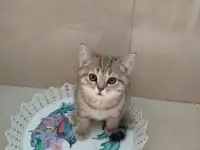Шотландские котята, фотография 3
