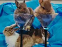 Карликовые кролики