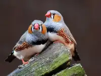 Для радости, фотография 2