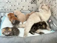Экзотические котята, фотография 10