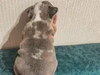 Французские булочки, фотография 2