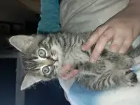 Отдам котят в добрые руки! Даром!