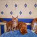 Продам котят Мейн кун, фотография 3