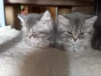 Красивые котята