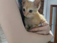 Отдам котёнка девочку