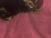 Бенгальские котята, фотография 4