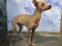 Мексиканская голая собака ксолоитцкуинтли, фотография 2