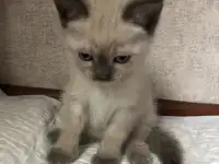 Продам шотландских котят, фотография 5