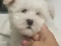 Мальтийской болонки щенки