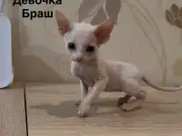 Котята канадского сфинкса браш, резинка, бархат