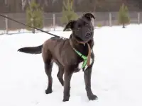 Молодой Пёсик. Хороший мальчик, фотография 12
