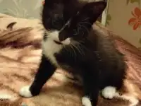 Котенок девочка в добрые руки, фотография 2